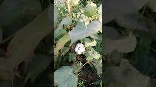 Cotton plant,cotton plant