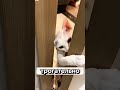 Спасла котёнка с помойки