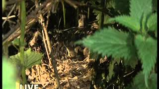 BBC Springwatch 2014 - Episode 8 Part 3