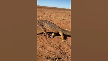 اكبر سحلية في العالم The Biggest Lizard In The World Shorts 
