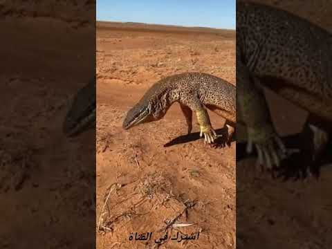 اكبر سحلية في العالم       
