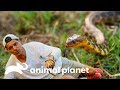 ¡Quedó pasmado! Frank recibe mordida letal de serpiente | Wild Frank en India | Animal Planet