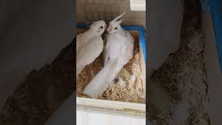 taking parrot #parrot #parrotbaby #parrots #parrotvideo #parrotlovers by Mini zoo3499 76 views 13 days ago 1 minute, 52 seconds