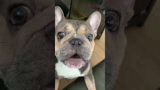เห่าลูกเห่า #frenchbulldog #หมาเห่า #เฟรนช์บูลด็อก #พลูโต