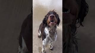 Springers are better in pairs #remix #springerspaniel #dogbreed #showdog #dogtraining