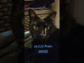 26.3.2025 БОНЯ 🐈⬛Для меня загадка - как БОНЯ туда забралась? #cat #прага #котики