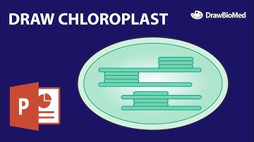 Draw Chloroplast in Powerpoint | Scientific Illustration | Graphical Abstract