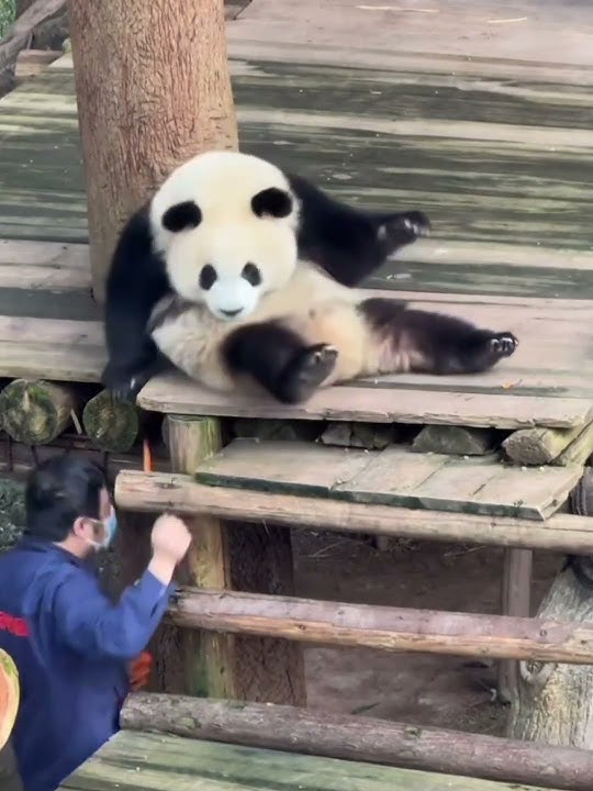 A gentle pat from the keeper panics the panda, sending the carrot flying from its paw—so adorable!