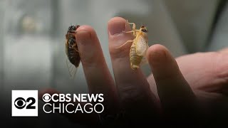 Cicadas have arrived in suburban Chicago