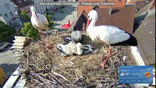 2024 06 04 Storchennest Höchstadt, Küken kehren zurück ins neue und frische Nest, (Zeitraffer)