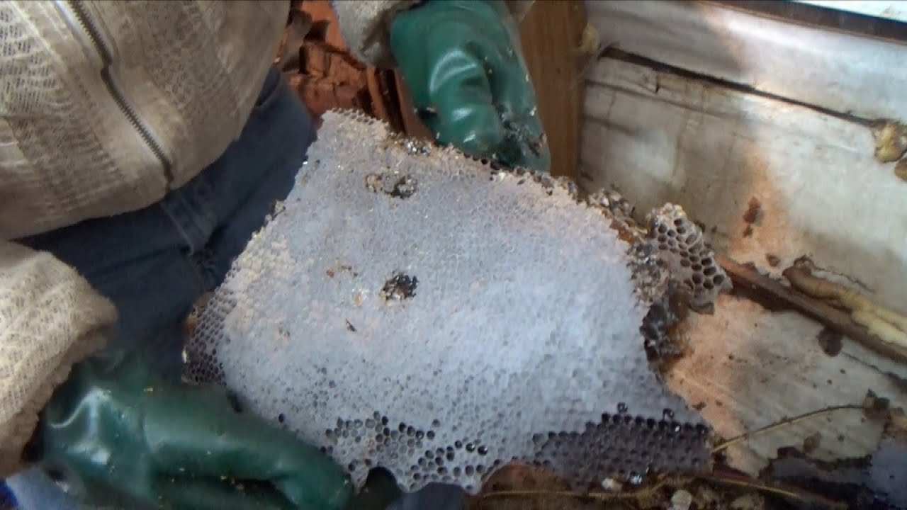 The terrible effect of what high moisture levels in a beehive can do to