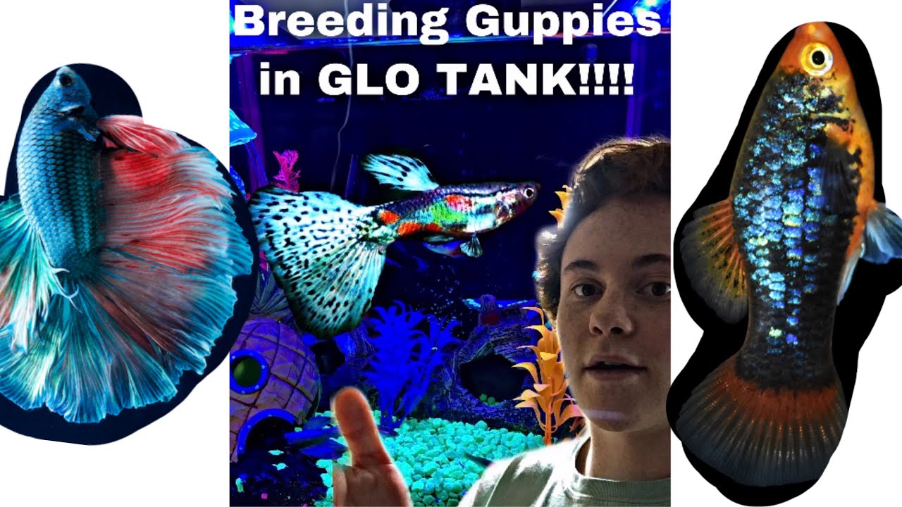 WORLDS COOLEST *GloFish* fish tank (Breeding Guppies) YouTube