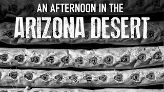 Details Arizona Desert Landscape and Cactus in Black and White (No Talking) Guide