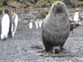 Lobo marino teniendo sexo con pingino