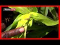 Hihi Ngigi Tutambi Na Turugi Tuninagwo Atia Mucere Ini MugamboWaMurimi Part 1 Hihi Ngigi Tutambi Na Turugi Tuninagwo Atia Mucere Ini MugamboWaMurimi Part 1