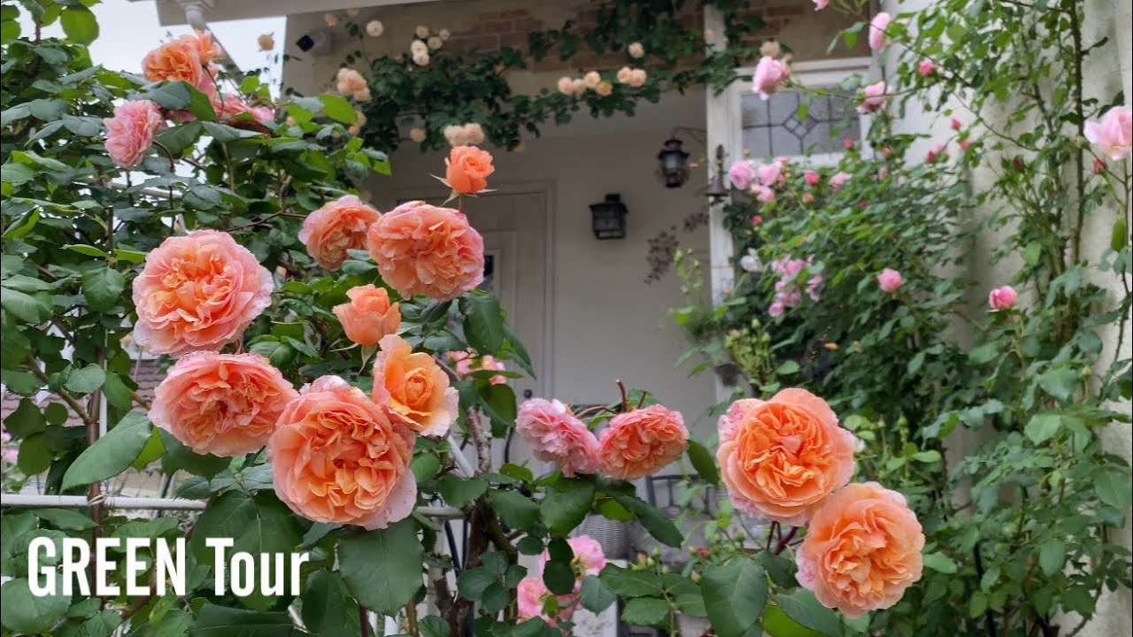 【個人邸】お玄関あけた瞬間バラの香りに包まれて幸せな一日が始まるレイニーブルー満開フレンチカントリーでブロカントが可愛いくてお洒落なお庭！|ありすガーデン | 園芸/ガーデニング店巡り | 兵庫/神戸