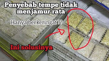 Thumbnail of PENYEBAB TEMPE TIDAK MENJAMUR RATA,MASIH BERKERINGAT SAJA