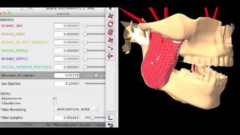 Finite-Element Simulation of the Masseter Muscle during Jaw Opening in ArtiSynth