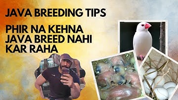 Java Breeding tips #javasparrow #fawnjava #whitejava #javabreeding