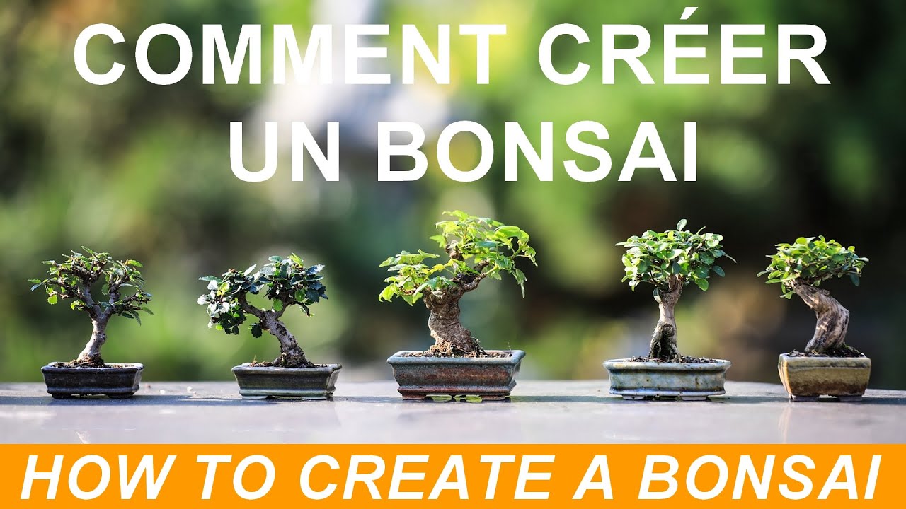 COMMENT CRÉER UN BONSAI avec un plant de pépiniere ( GENÉVRIER ) - YouTube