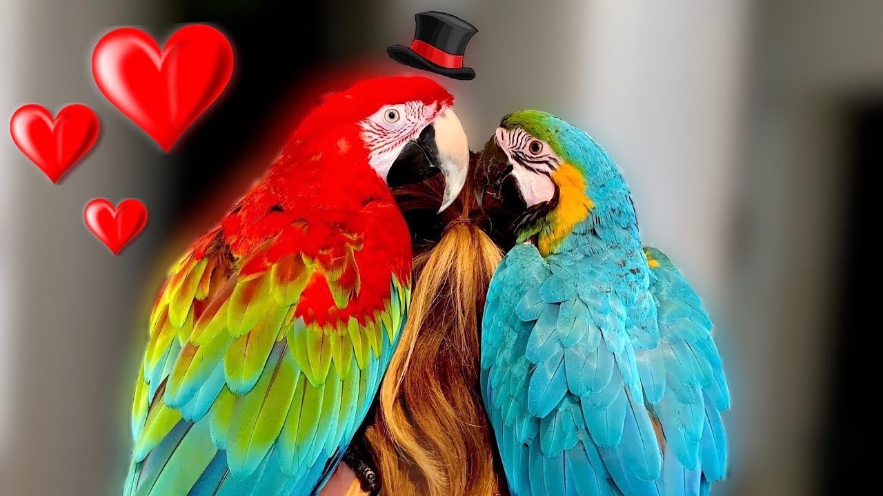 Does Mia Find Love? || Birdsitting Iago The Macaw