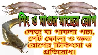 শিং ও মাগুর মাছের রোগ বালাই প্রতিরোধ ও চিকিৎসা।Disease prevention and treatment of horn and catfish.