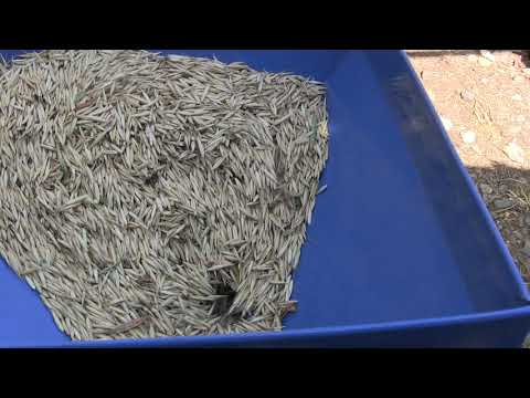 შვრიის დაფქვა....ძალიან ძნელია შვრიის დაფქვა..ის ხორბალში უნდა აურიო რომ დაფქვა...