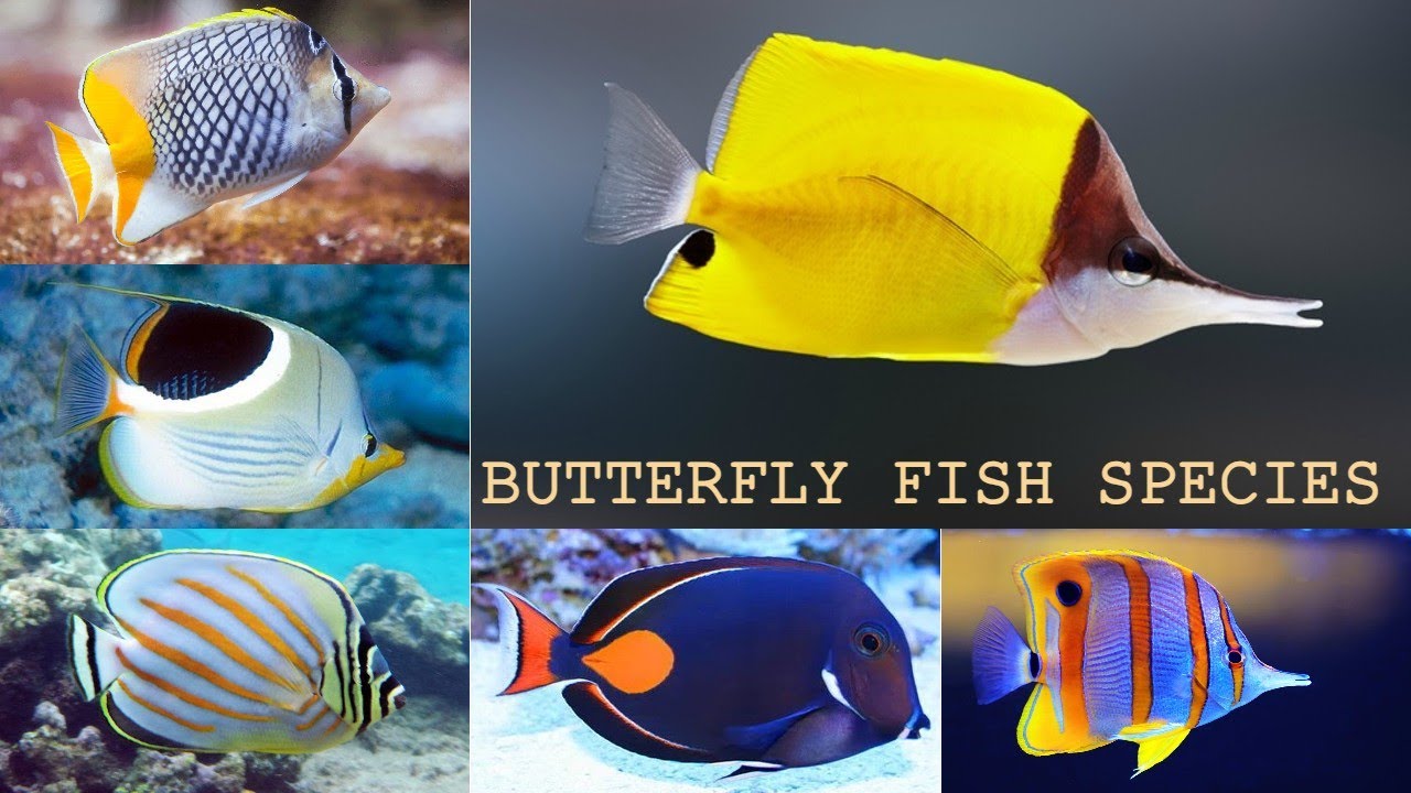 All Butterfly Fish species/types of butterfly fish/Chaetodontidae/most beautifull school of fish