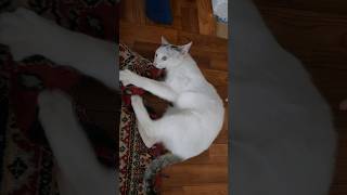 Sonunda Eve Girebildi