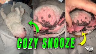 Cozy Dog Sleeping on Its Back Tongue Out by ViralSnare Rights Management 4,832 views 1 day ago 1 minute, 13 seconds