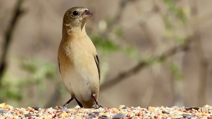 Lazuli Bunting