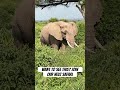 Daily Life of Elephants: Feeding in Nature