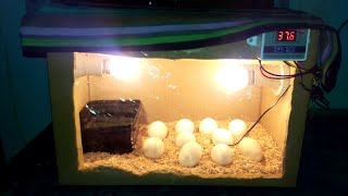 DIY Cardboard box egg incubator | DAY-03 | Rotating Eggs Manually | Birds Palace