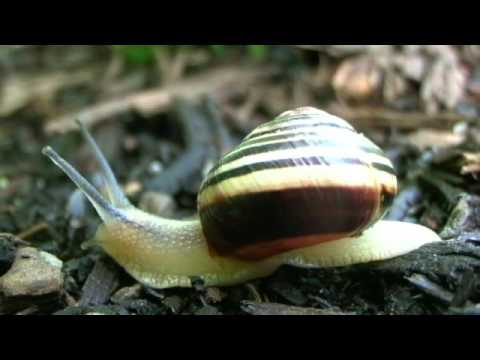 Video: Puikus Lancet kepenų Fluke