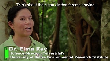 REDD+ Belize   "Our Forest Is Our Future"