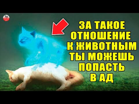 ЗА ТАКОЕ ОТНОШЕНИЕ К ЖИВОТНЫМ ТЫ МОЖЕШЬ ПОПАСТЬ В АД, НО МНОГИЕ НЕЗНАЮТ ЭТОГО! БУДЬ ОСТОРОЖЕН! сунна