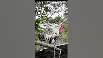 #chicken Tiếng gà rừng gáy chuẩn 2025 #garung  #tiếnggàrừnggáy