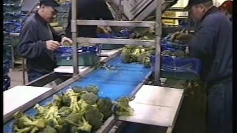 Pakking line Broccoli