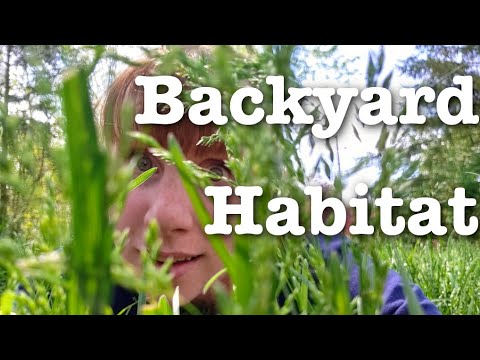 Video: Backyard Wildlife Lektion – Lära barn om vilda djur i trädgården