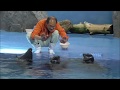 【激カワ】飼育員さんとバイカルアザラシさん@鳥羽水族館
