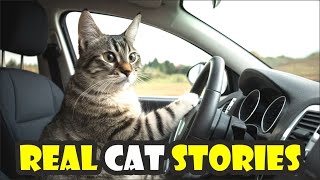 Funny pet animals / Funny Cat video /