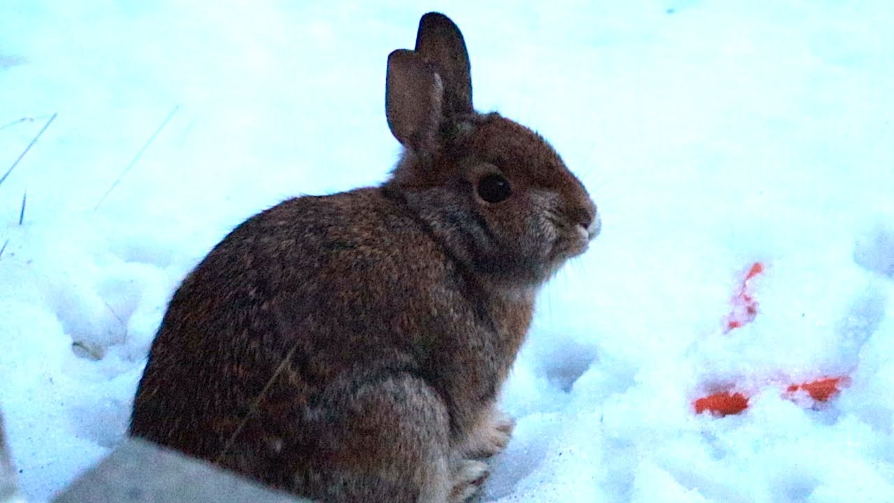 🐰 🥕 LAPINE the Rabbit Visits this January 2026! 🥕 🐰