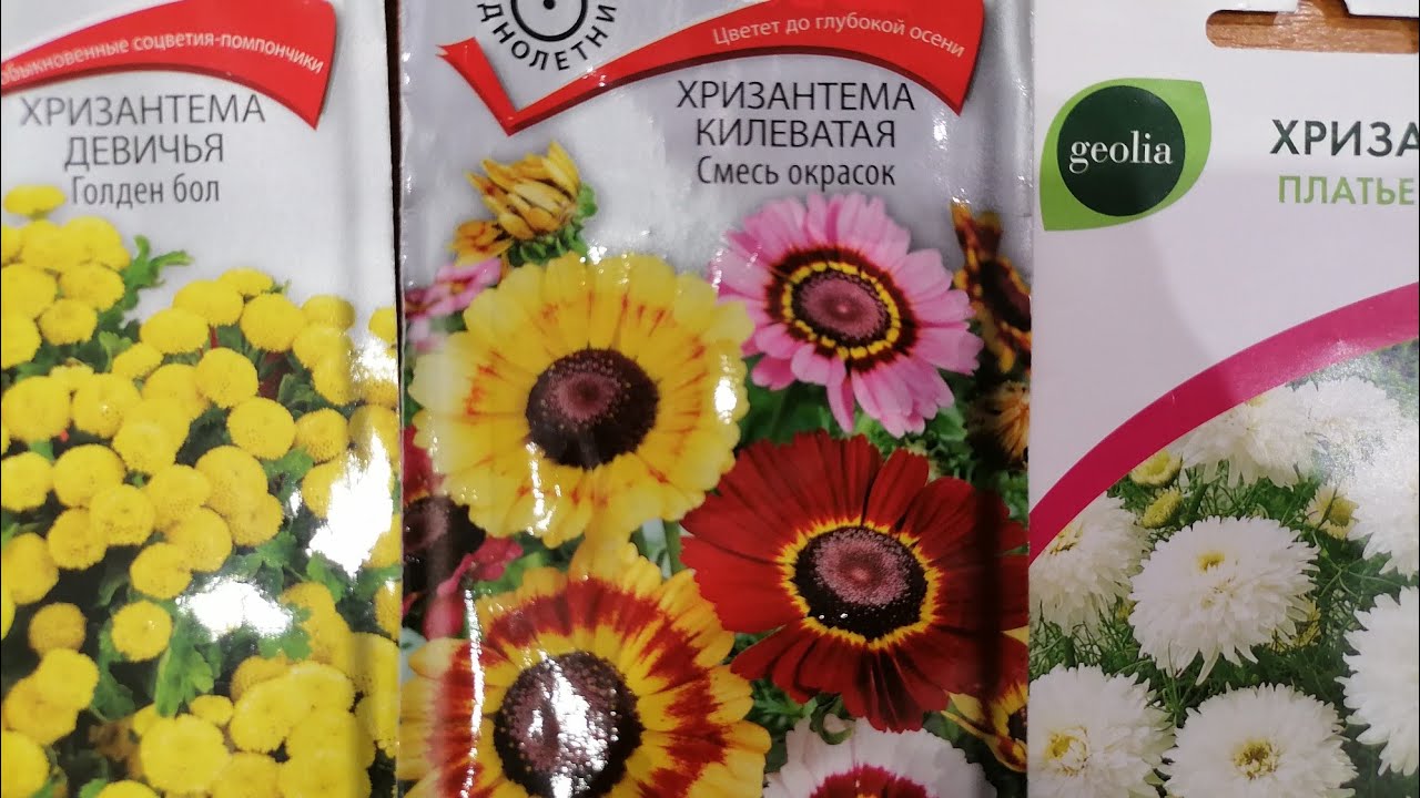 Хризантема Девичья Купить Семена