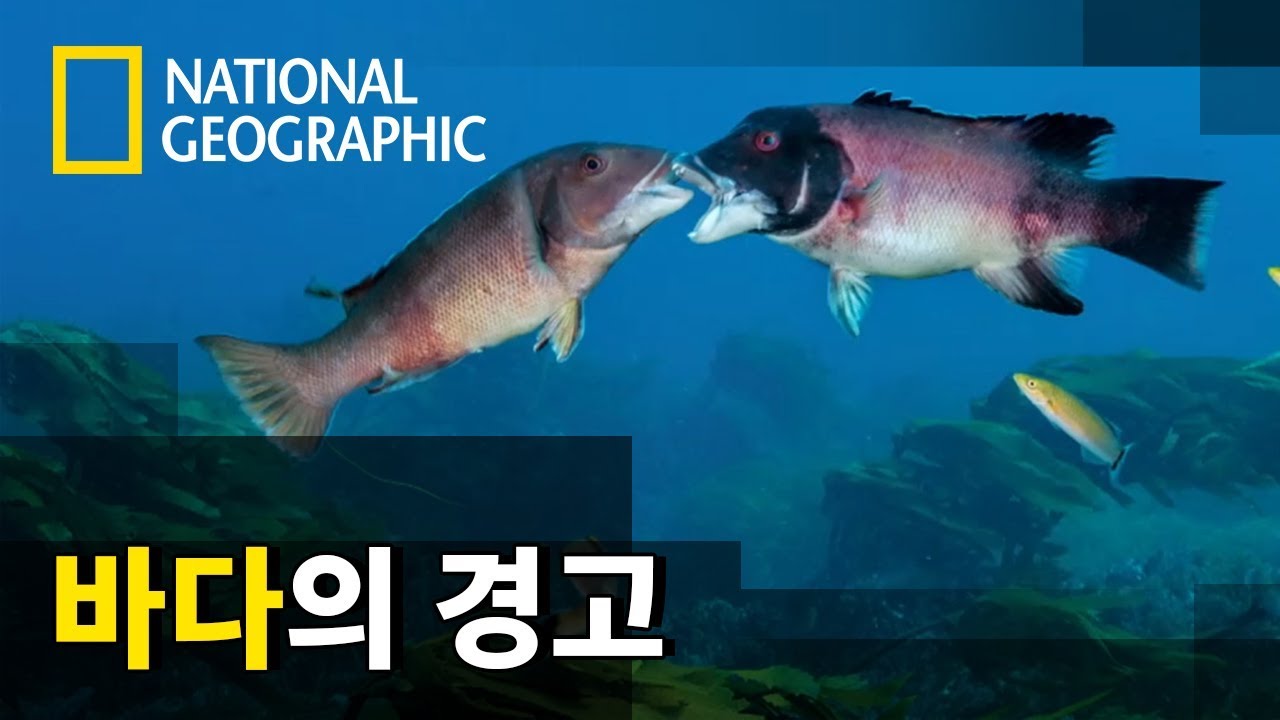 오염되고 있는 바다