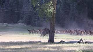 Dog chasing elk herd in Telluride, Colorado