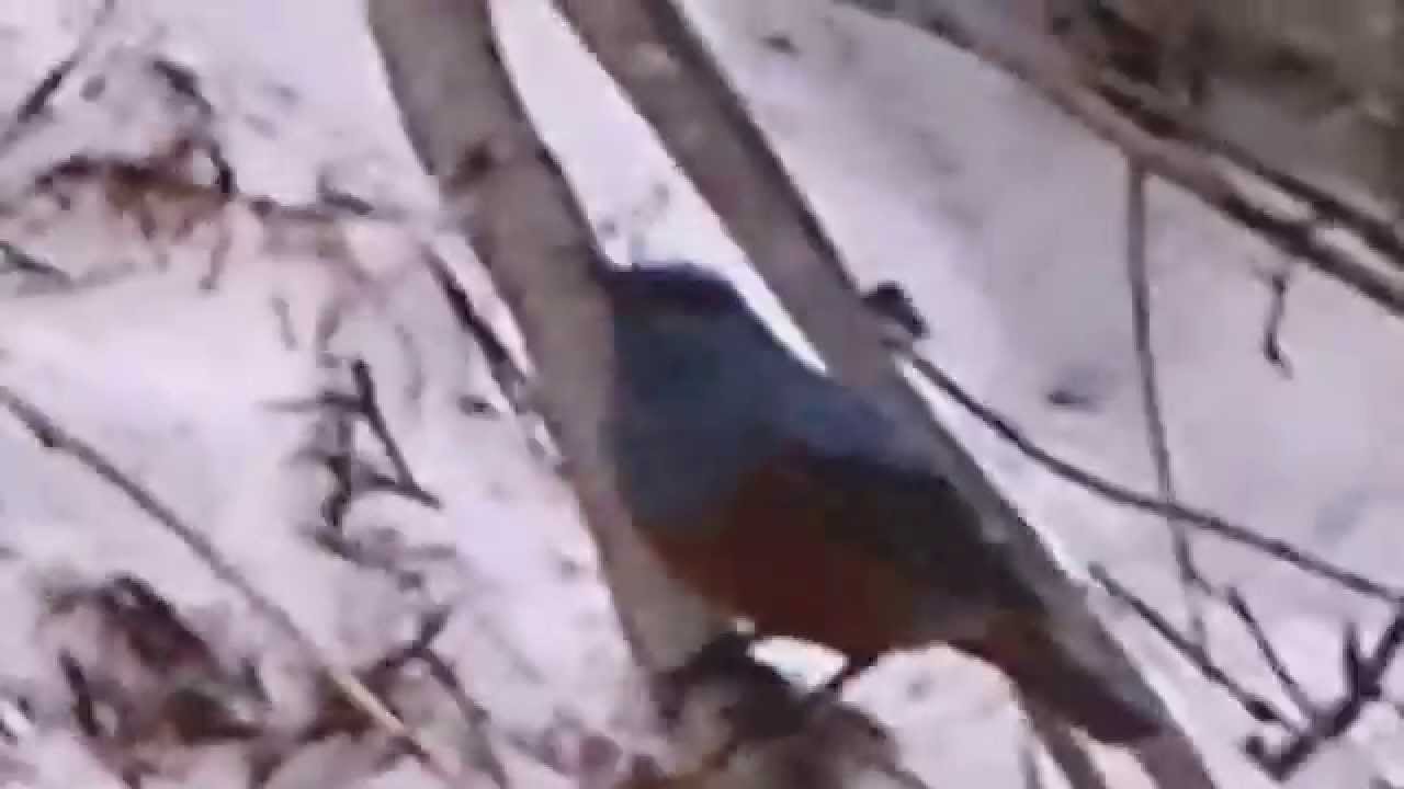 春の鳥 Youtube 春の鳥 Youtube