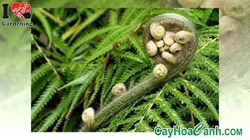 TÁC DỤNG CÂY DƯƠNG XỈ