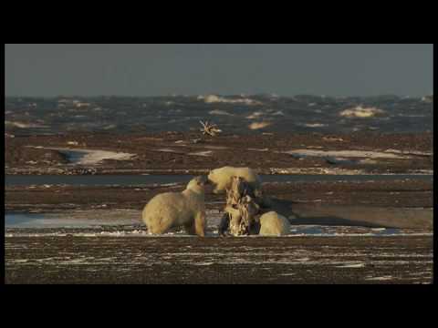 Ice Bears of the Beaufort - trailer