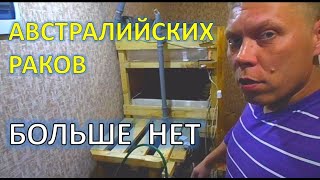 АККР, Раков больше НЕТ!! Все раки переехали. Australian crayfish breeding!