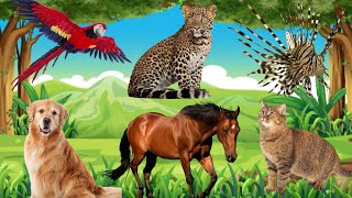 Animal Sounds: Cat, Dog, Horse, Scarlet macaw, Leopard, Lionfish - Animal Moments